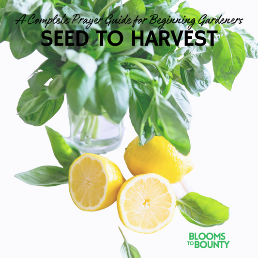 Seed to Harvest Prayer Guide